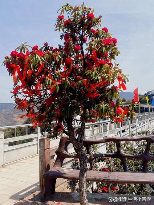 杜鹃开花时可以施肥吗?花期施肥的正确做法与避坑指南 五、越冬越夏:温度稳定,花才开得久