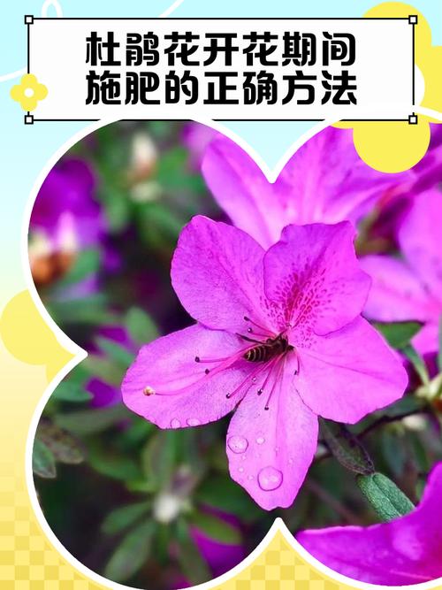 杜鹃开花时可以施肥吗?花期施肥的正确做法与避坑指南 六、换盆或田间管理:花期尽量不折腾,花后再动盆