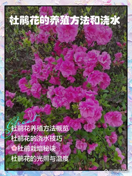 杜鹃开花时可以施肥吗?花期施肥的正确做法与避坑指南 总结