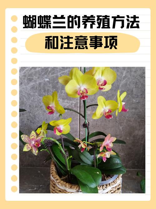 蝴蝶兰怎么养才能开花?家庭促花养护全攻略 蝴蝶兰怎么养才能开花?家庭促花养护全攻略