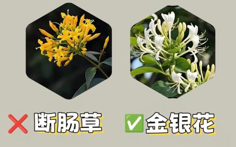 园艺中隐藏的奇妙力量：这三种植物，吃对是宝，用错是毒！