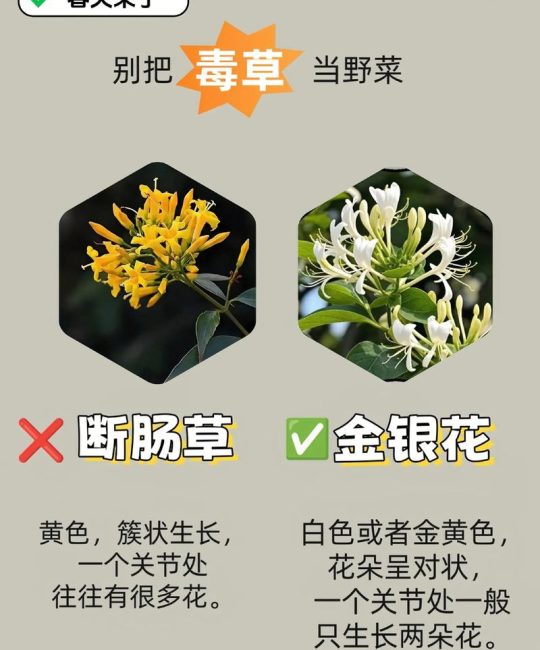 园艺中隐藏的奇妙力量：这三种植物，吃对是宝，用错是毒！