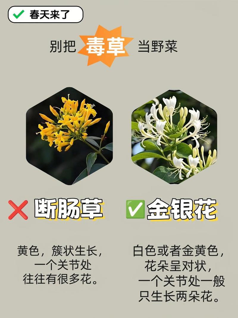 园艺中隐藏的奇妙力量:这三种植物,吃对是宝,用错是毒! 园艺的奇妙:不止是观赏,更是身边的“药食库”