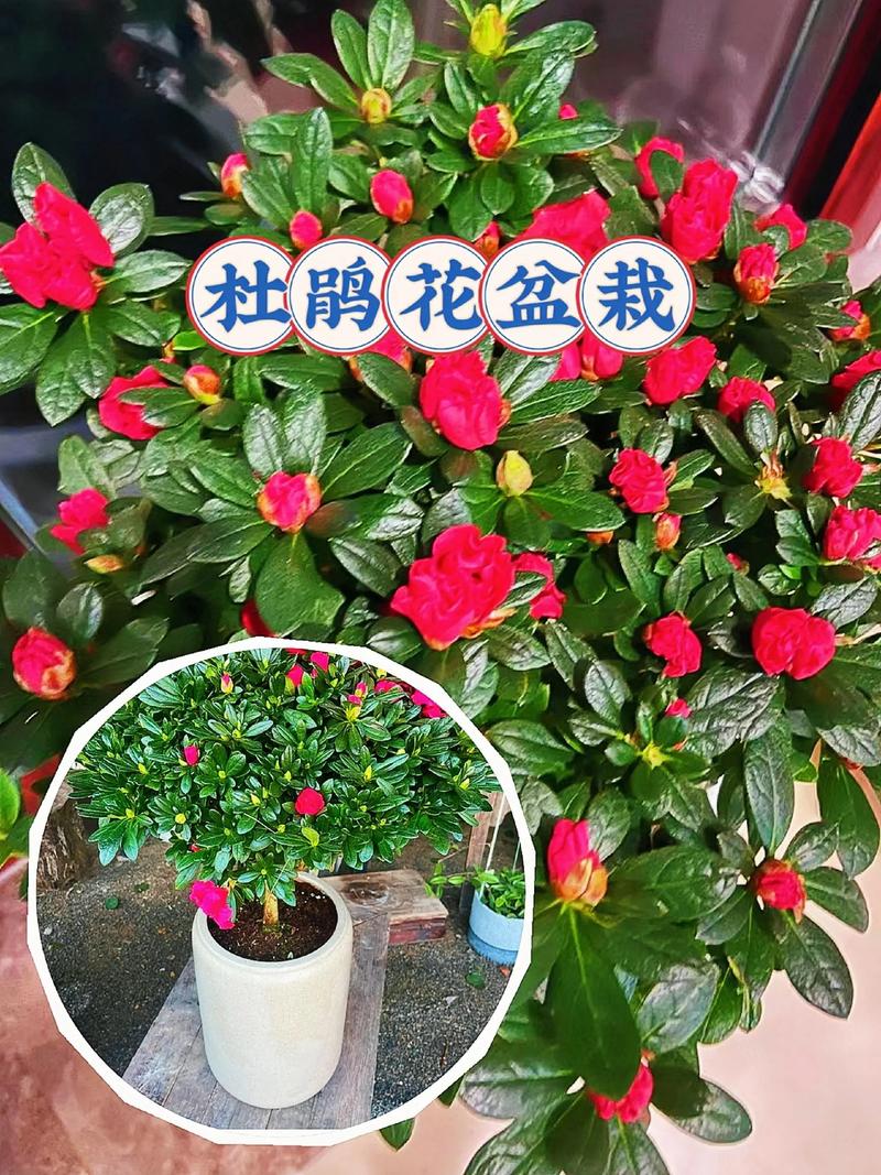 杜鹃用什么肥?掌握这几点,花开爆盆不是梦 四、用肥禁忌与常见误区