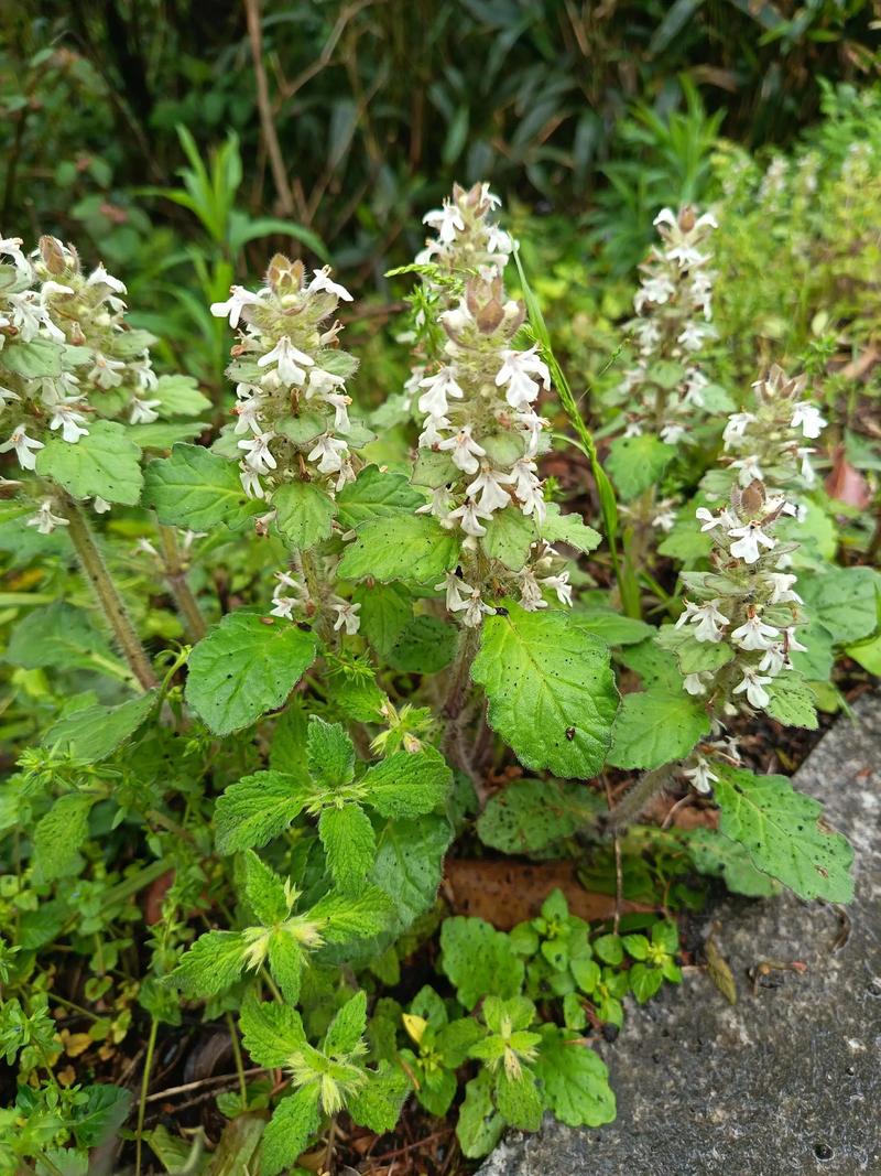 苦草属于什么植物?详解苦草的科属、形态特征与种植养护全攻略 形态特征