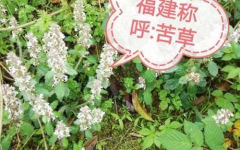 苦草属于什么植物？详解苦草的科属、形态特征与种植养护全攻略