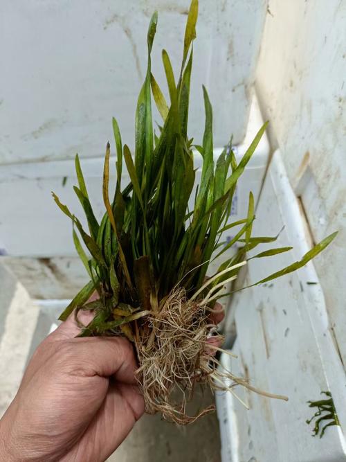 苦草属于什么植物?详解苦草的科属、形态特征与种植养护全攻略 识别要点