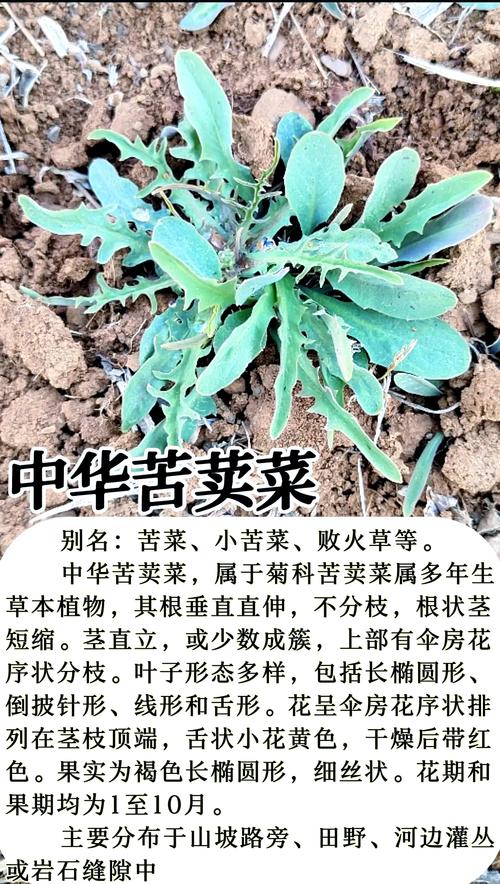 苦草属于什么植物?详解苦草的科属、形态特征与种植养护全攻略 常见问题与FAQ