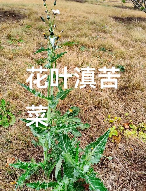 苦草属于什么植物?详解苦草的科属、形态特征与种植养护全攻略 种植与养护要点()