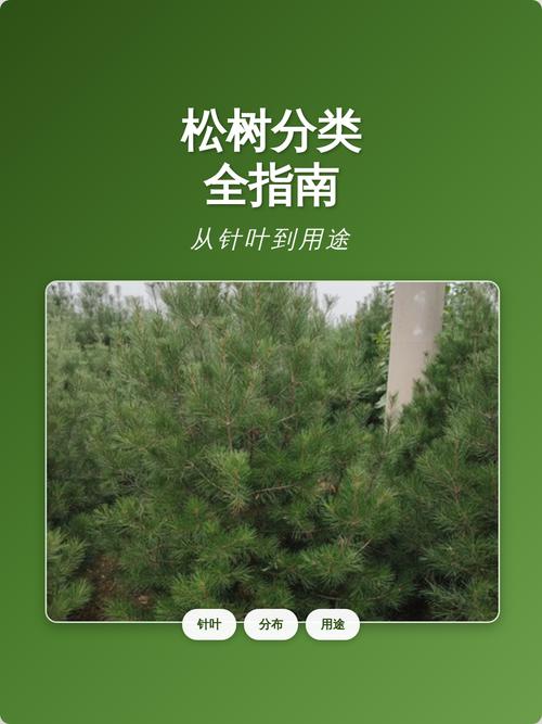松树乔木大树叶形特征与全冠移栽养护指南(针叶·遮荫·行道树) 树形与遮荫能力评估:塔形与伞形兼顾,针叶荫资