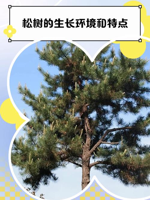 松树乔木大树叶形特征与全冠移栽养护指南(针叶·遮荫·行道树) 全冠移栽技术详解:土球、生根剂与季节