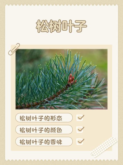 松树乔木大树叶形特征与全冠移栽养护指南(针叶·遮荫·行道树) 行道树与庭院规格选型:分枝点、胸径、冠幅匹配