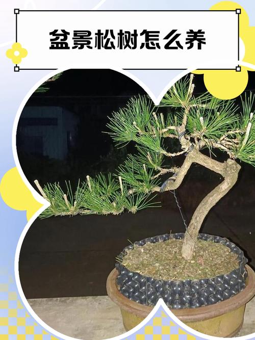 松树乔木大树叶形特征与全冠移栽养护指南(针叶·遮荫·行道树) 总结