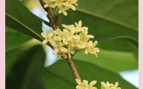 秋天的植物有哪些：10种适合庭院与阳台种植的秋季植物推荐