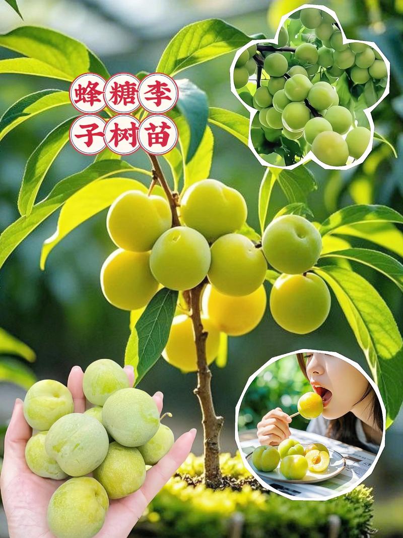 规格对脆李苗价格的影响