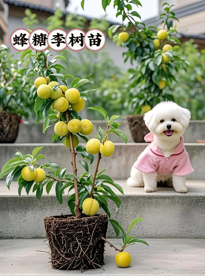 产区对脆李苗价格的影响