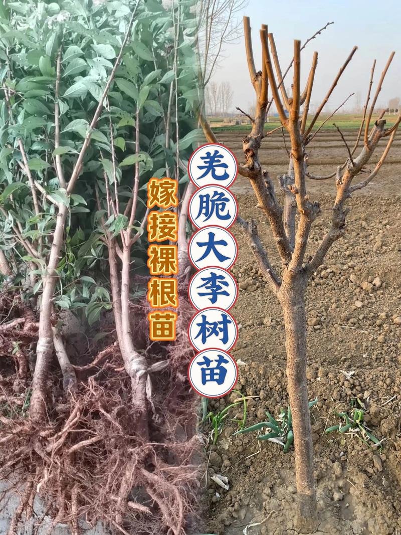 采购数量对脆李苗价格的影响