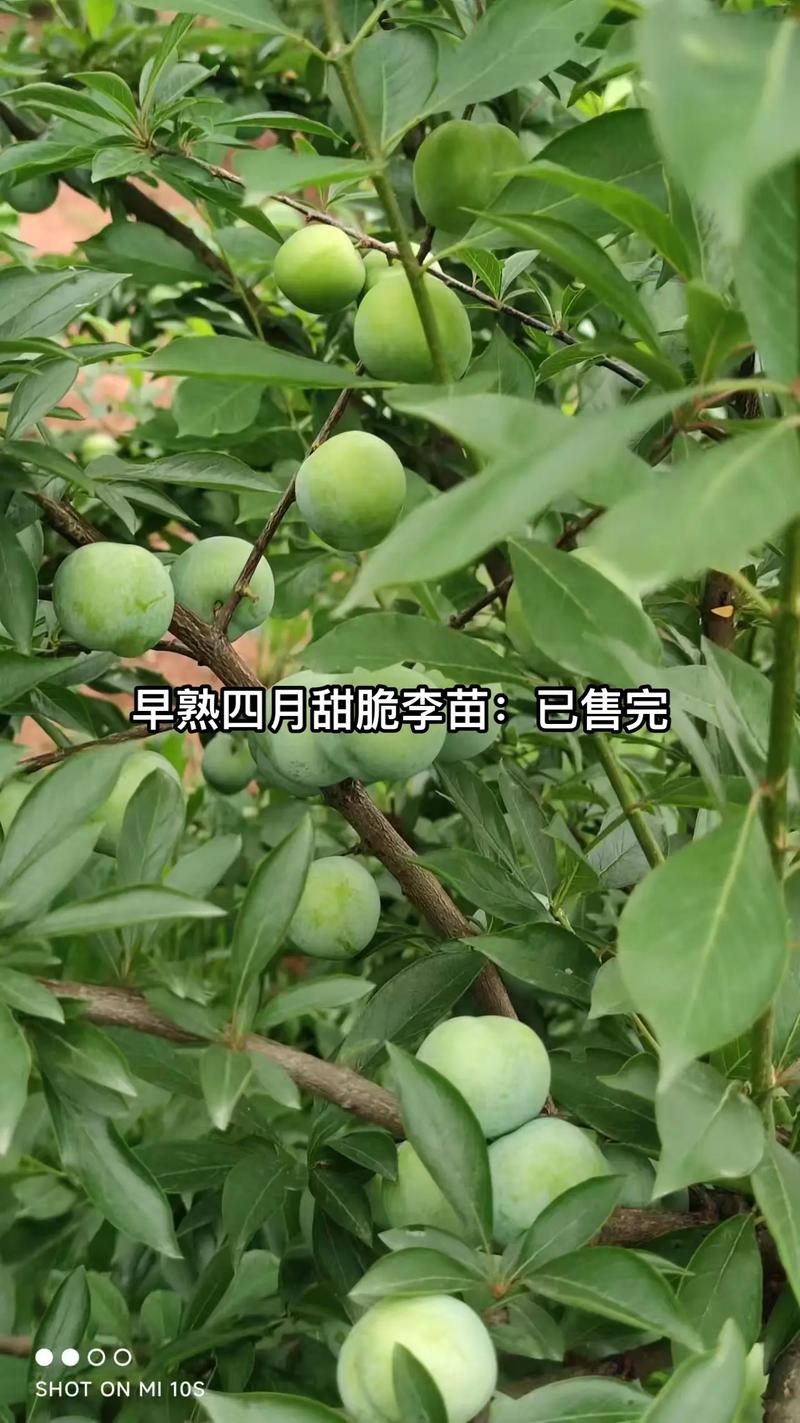 脆李苗价格参考表（2025年市场参考）