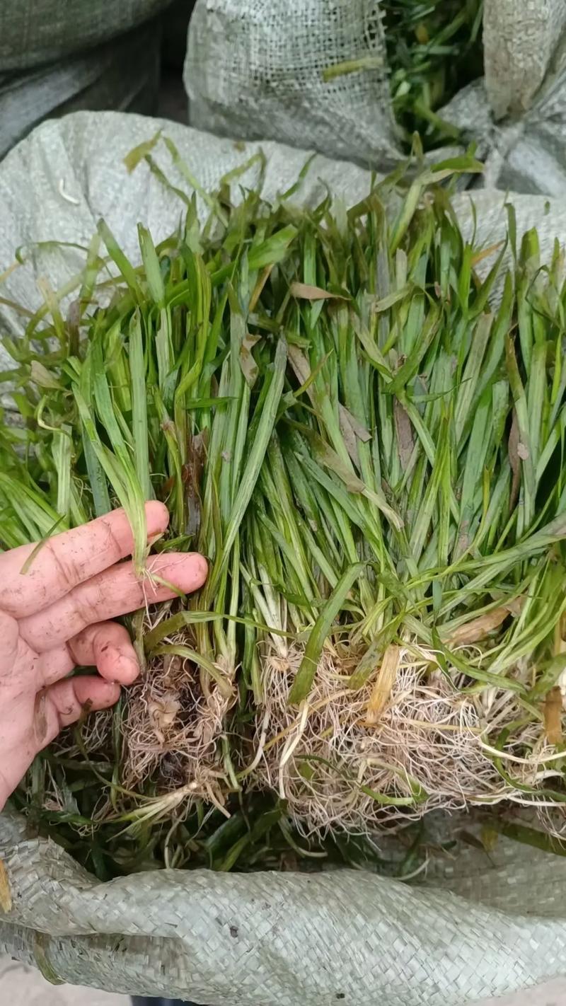 季节因素：春季与秋季价格最高，夏季最便宜