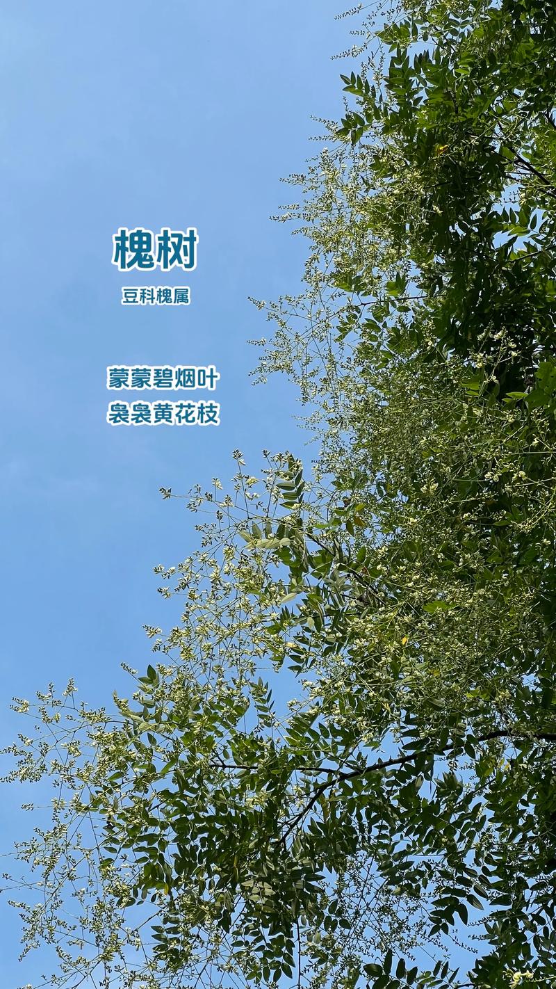 树形与遮荫：伞状树冠与实测降温数据