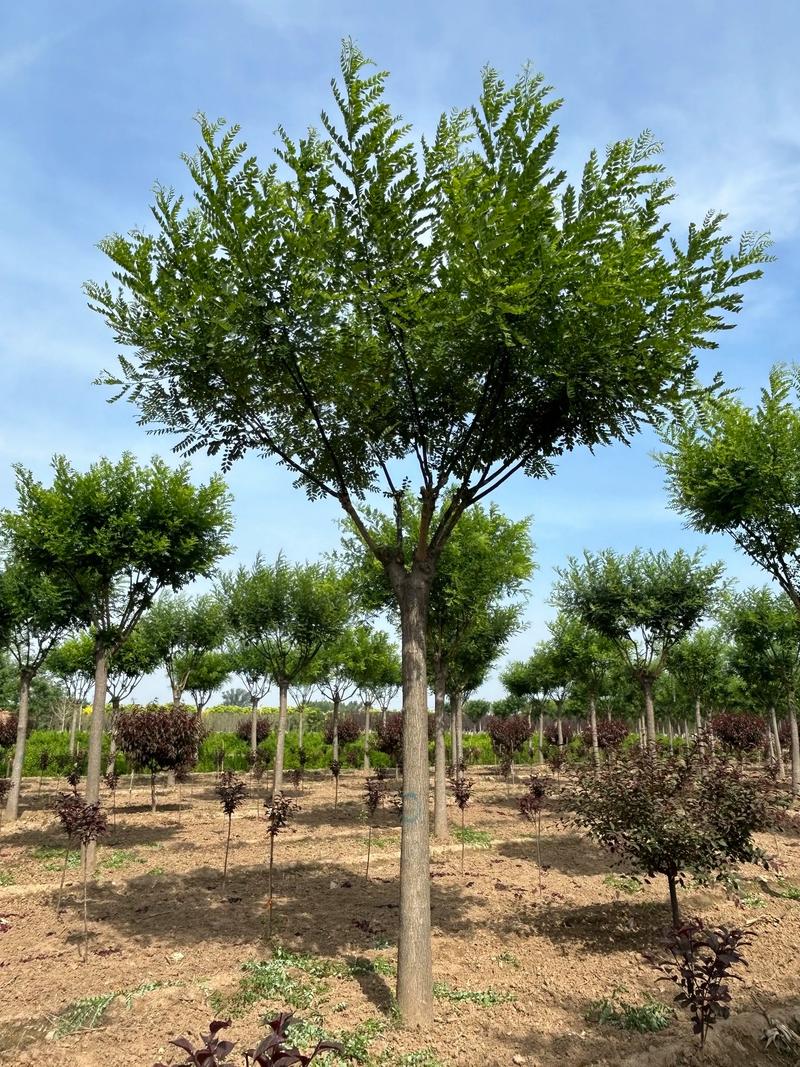 行道树与庭院规格选型：分枝点与胸径要求