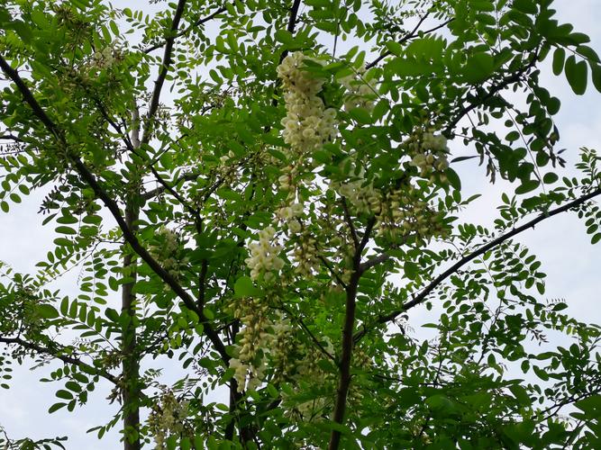 全冠移栽技术：季节、土球与生根剂