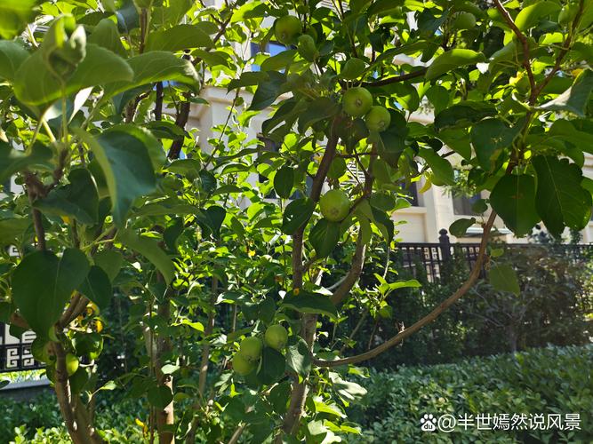 核桃树可以嫁接什么果树?只有同属树种亲和力高,桃李杏不亲和 核桃嫁接成活率限制因子:单宁含量与伤流期决定嫁接时机