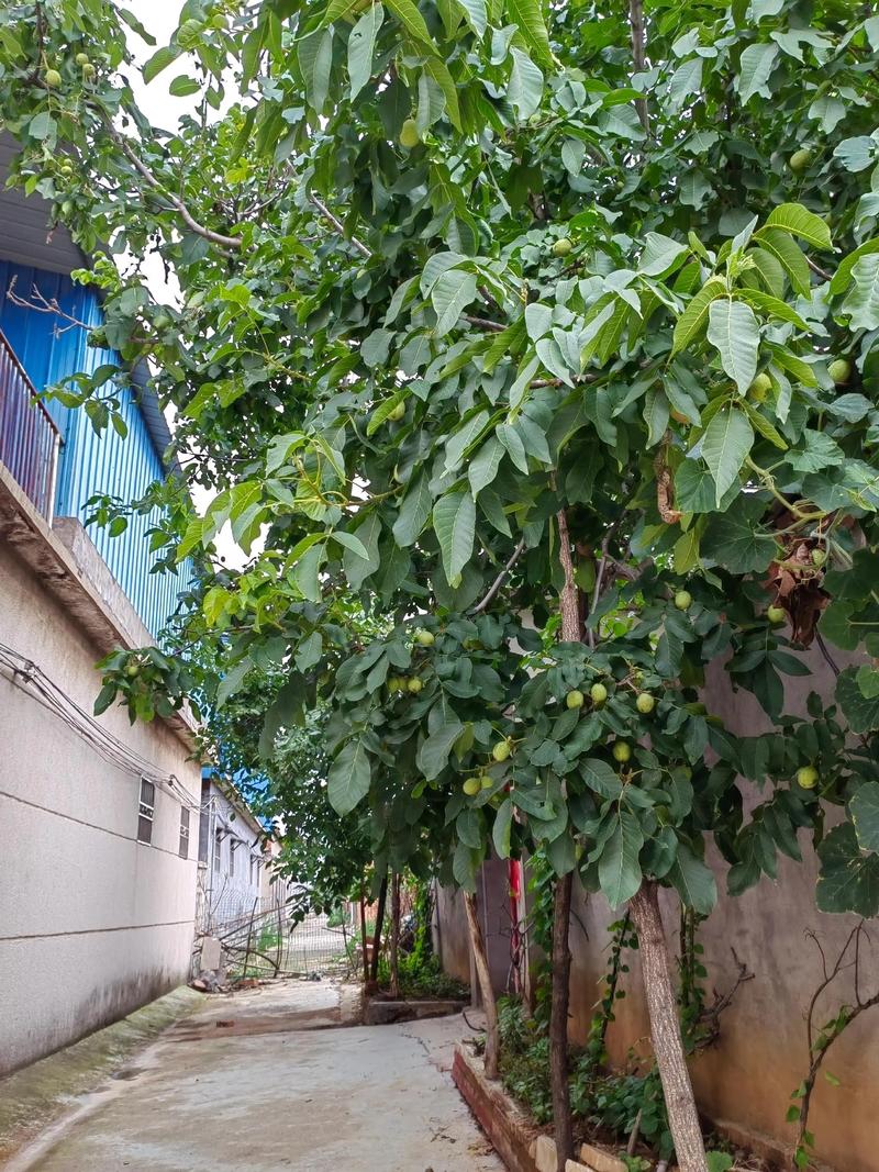核桃树可以嫁接什么果树?只有同属树种亲和力高,桃李杏不亲和 嫁接后管理:剪砧、除萌、绑缚缺一不可