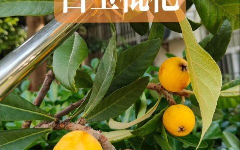 青种枇杷和白玉枇杷哪个好？6维度深度对比与选购指南