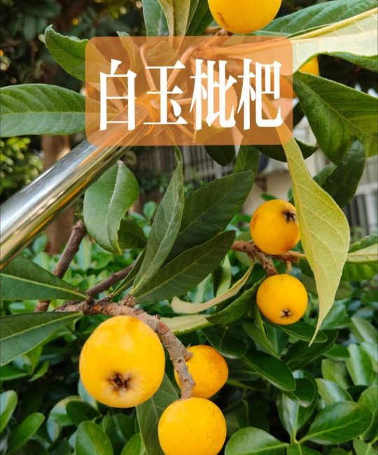 青种枇杷和白玉枇杷哪个好？6维度深度对比与选购指南