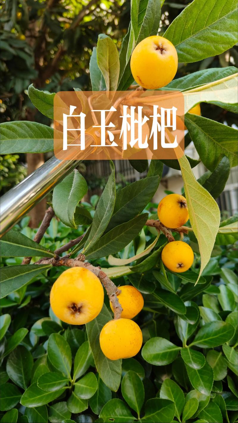 青种枇杷和白玉枇杷哪个好?6维度深度对比与选购指南 青种枇杷和白玉枇杷哪个好?6维度深度对比与选购指南