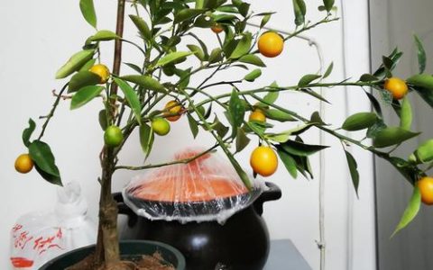 桔子树适合在室内种植吗？室内盆栽桔子树全流程种植指南