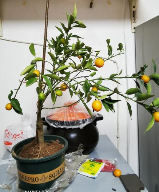 桔子树适合在室内种植吗？室内盆栽桔子树全流程种植指南