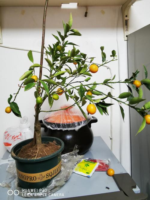 桔子树适合在室内种植吗?室内盆栽桔子树全流程种植指南 桔子树适合在室内种植吗?室内盆栽桔子树全流程种植指南