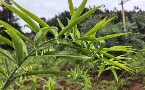 黄精树苗多少钱一株？最新价格参考与影响因素解析