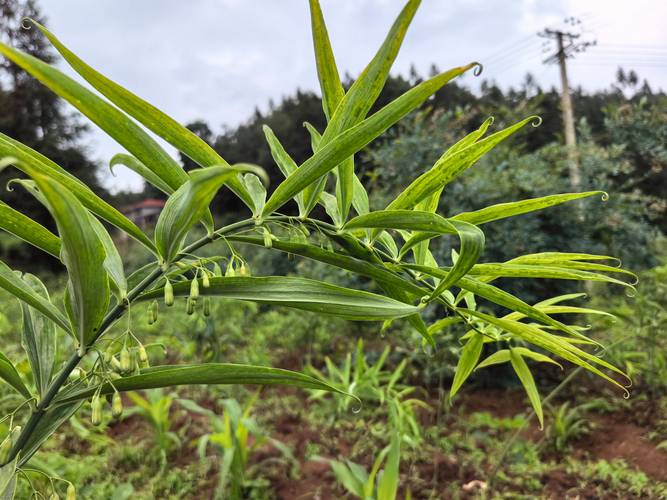 黄精树苗多少钱一株?最新价格参考与影响因素解析 价格快速参考