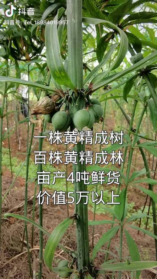 黄精树苗多少钱一株?最新价格参考与影响因素解析 规格因素:苗龄与大小决定基础价