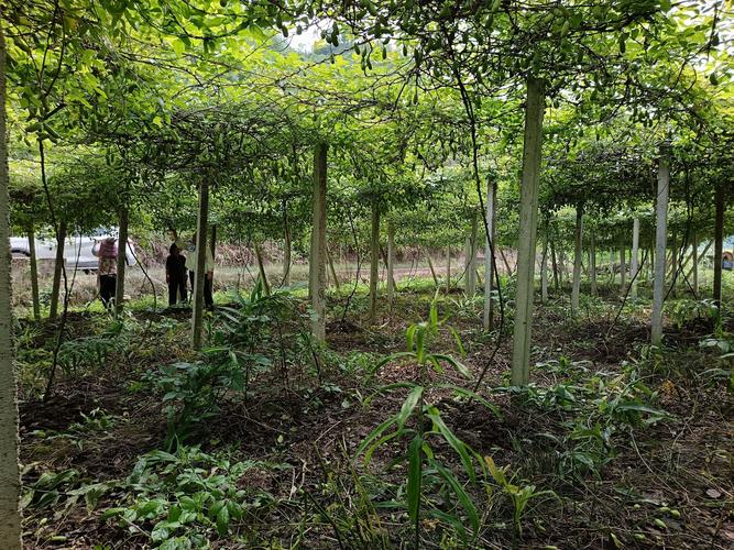 黄精树苗多少钱一株?最新价格参考与影响因素解析 产地因素:道地产区与新兴产区价差