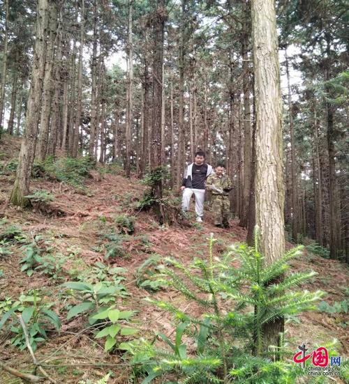 黄精树苗多少钱一株?最新价格参考与影响因素解析 季节因素:春秋旺季价高,夏季淡季可议价