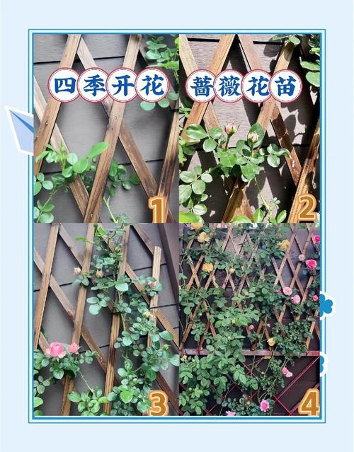 藤本攀爬植物栽培全指南:攀附方式、支架牵引、花墙棚架、修剪控形、根系与墙体安全 木香花根系与墙体安全:会破坏墙体吗?