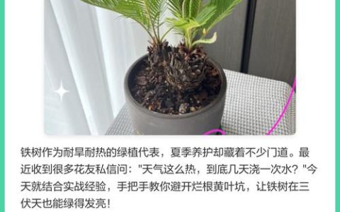 铁树夏天怎么养护和浇水？掌握这6个要点，叶片油绿不发黄