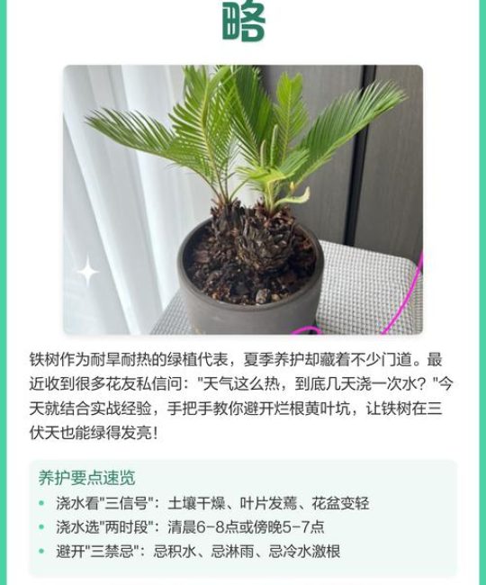 铁树夏天怎么养护和浇水？掌握这6个要点，叶片油绿不发黄