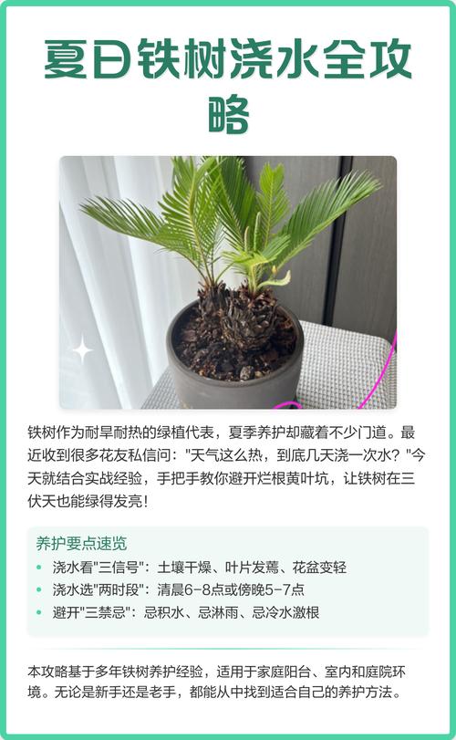 铁树夏天怎么养护和浇水?掌握这6个要点,叶片油绿不发黄 铁树夏天怎么养护和浇水?掌握这6个要点,叶片油绿不发黄