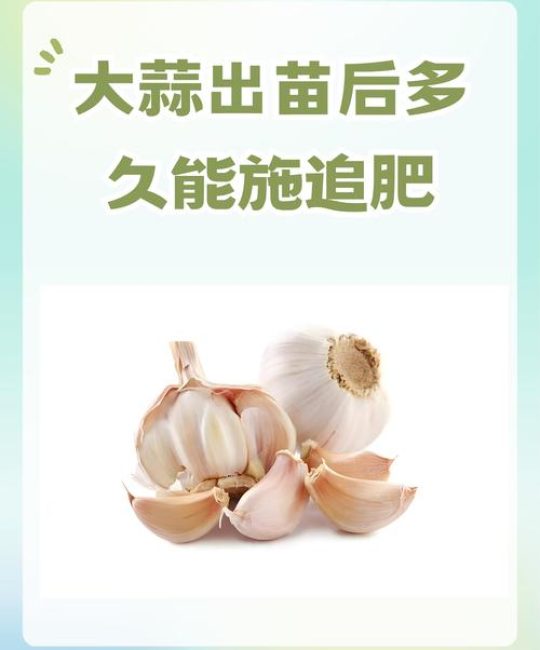 刚刚出苗可以施什么肥？掌握幼苗期施肥关键，让植物壮苗不烧根