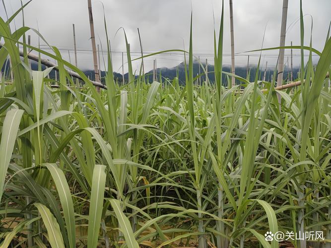 刚刚出苗可以施什么肥?掌握幼苗期施肥关键,让植物壮苗不烧根 三、施肥的“黄金法则”与注意事项