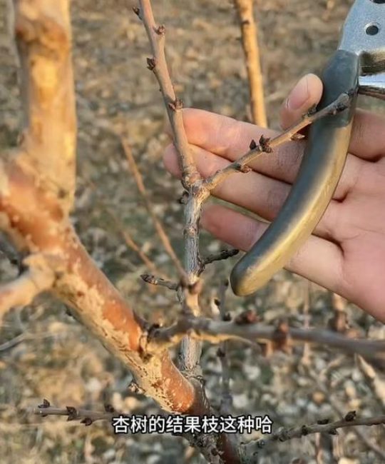 银杏树养护全攻略：需要修剪吗？如何修剪？一文说清