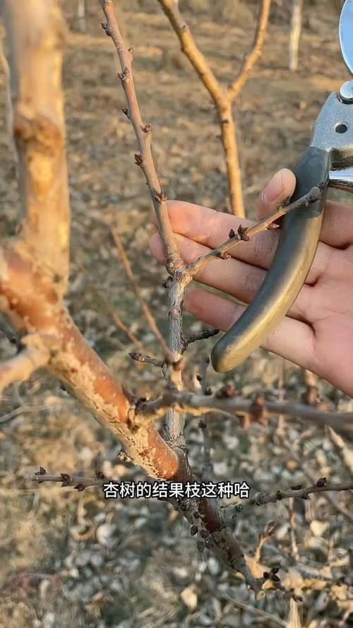 银杏树养护全攻略:需要修剪吗?如何修剪?一文说清 银杏树养护全攻略:需要修剪吗?如何修剪?一文说清