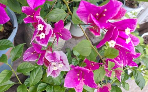 三角梅开花少怎么办？5大原因解析及促花全攻略