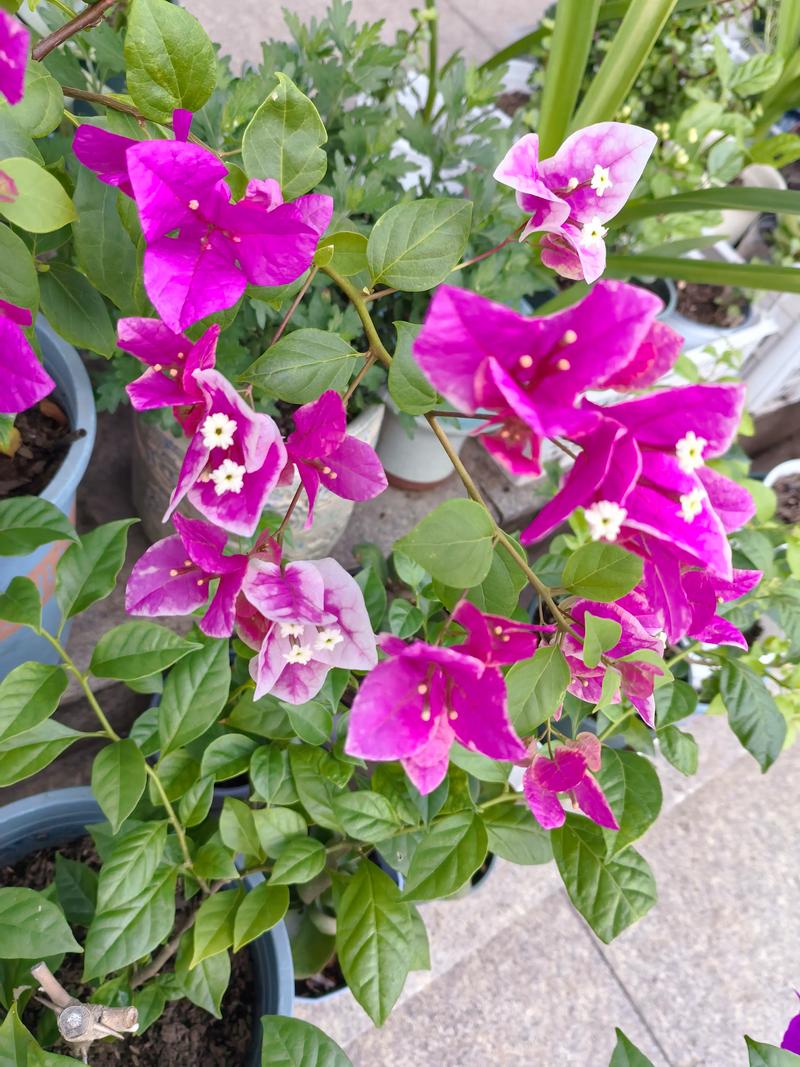 三角梅开花少怎么办？5大原因解析及促花全攻略