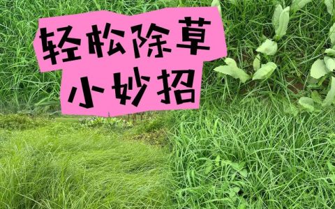 草太多怎么除草？园艺专家教你高效清除杂草的完整方案